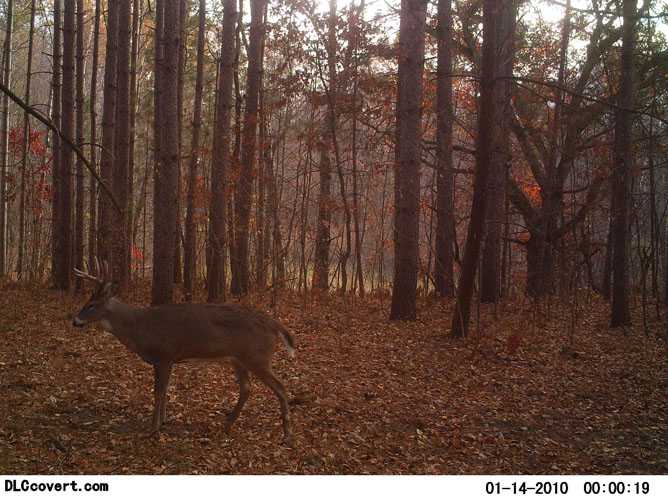 whitetail deer image