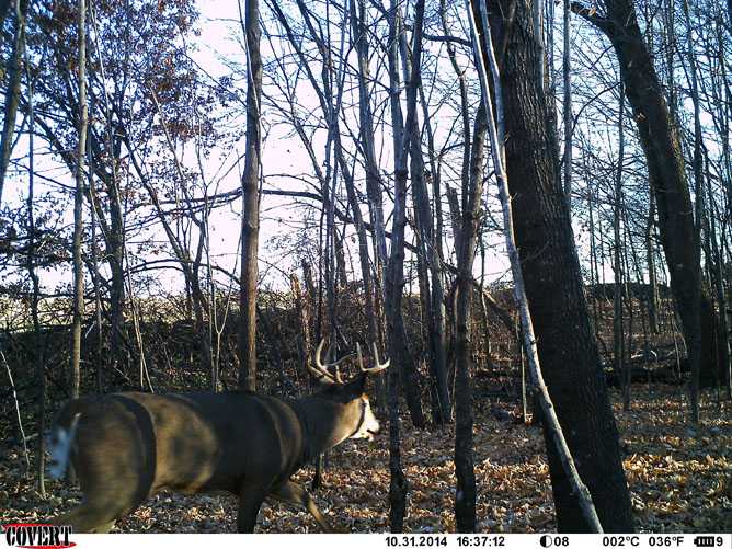 whitetail deer image