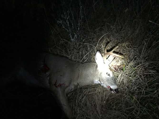 whitetail deer image