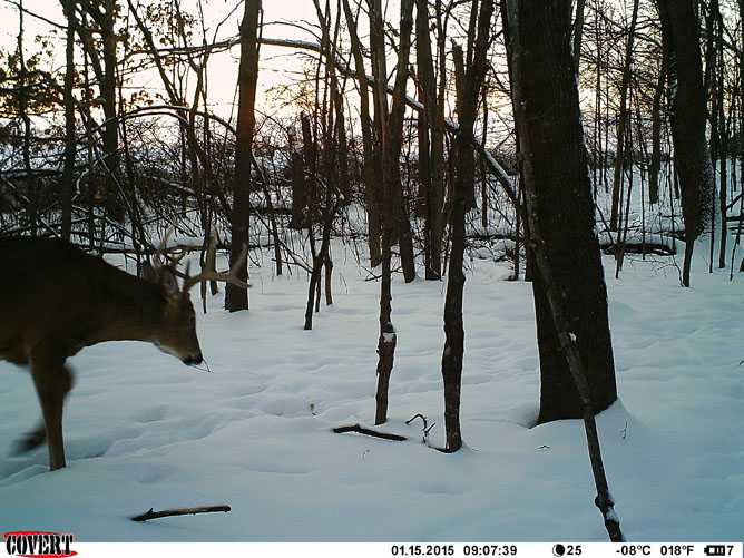 whitetail deer image