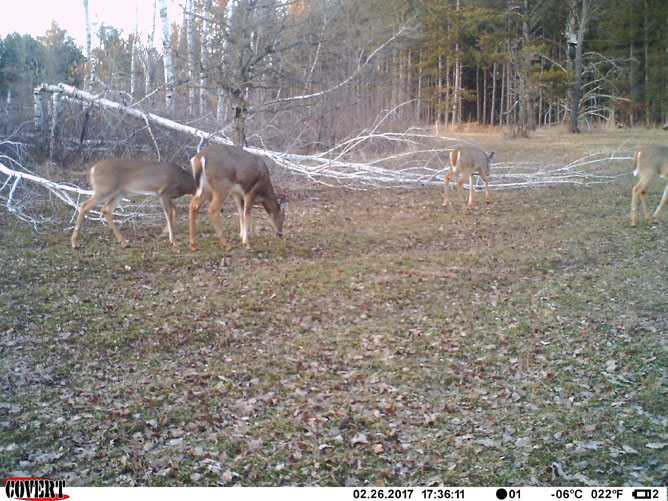 whitetail deer image