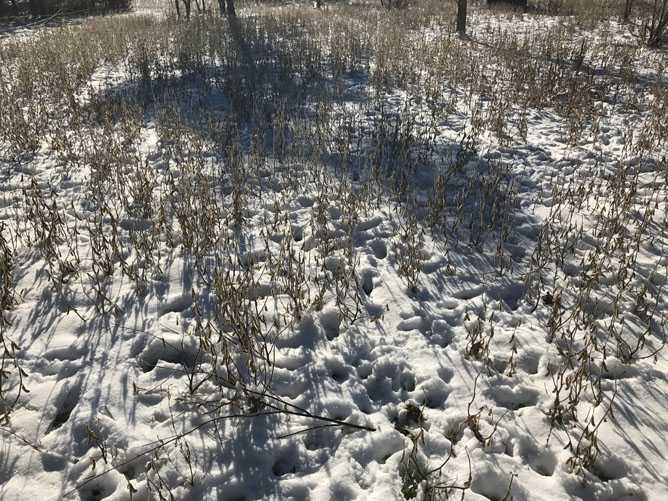 whitetail deer image