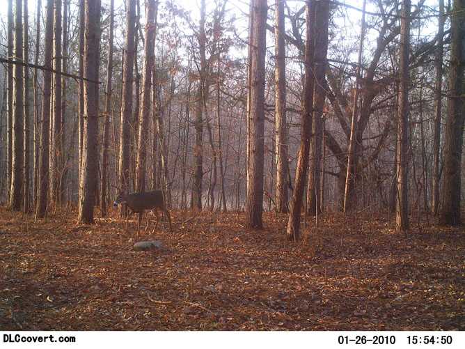 whitetail deer image