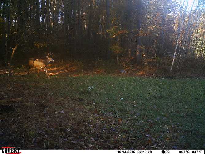 whitetail deer image