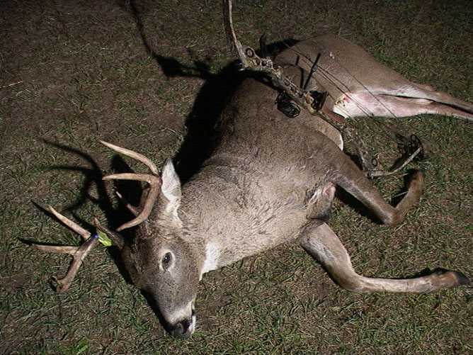 whitetail deer image