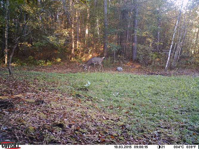 whitetail deer image