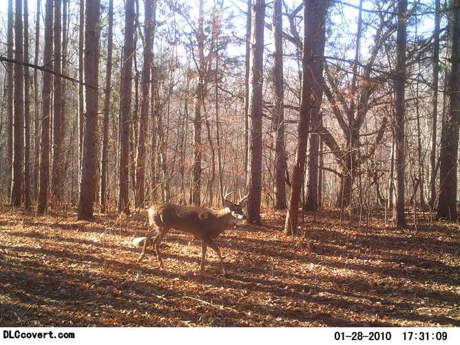 whitetail deer image