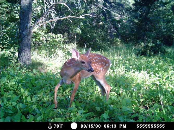 whitetail deer image