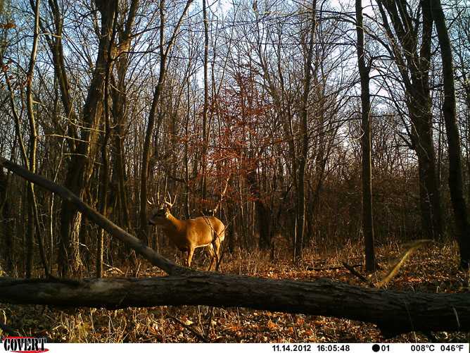 whitetail deer image