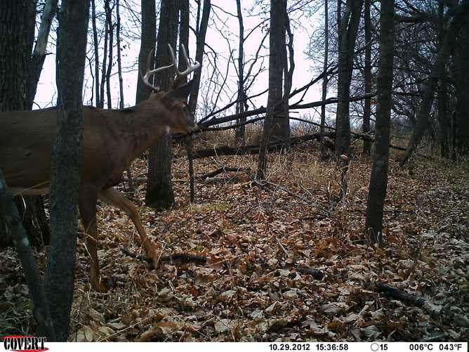 whitetail deer image