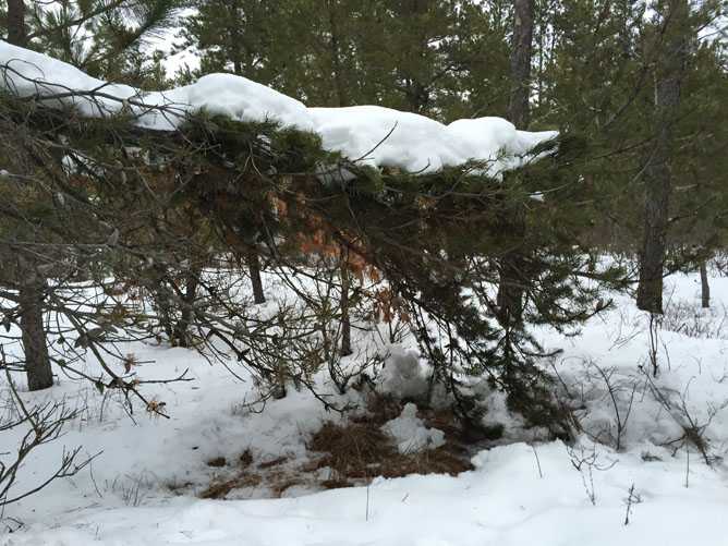 whitetail deer image